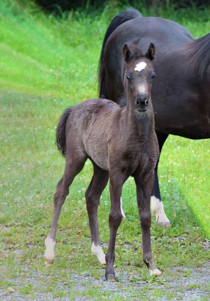 JRos Classic Adagio 1.JPG