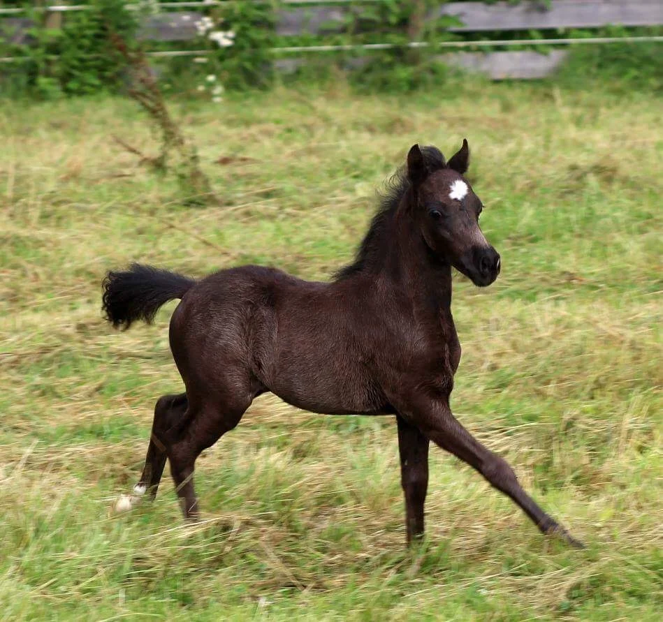 JRos Classic Adagio 5.JPG