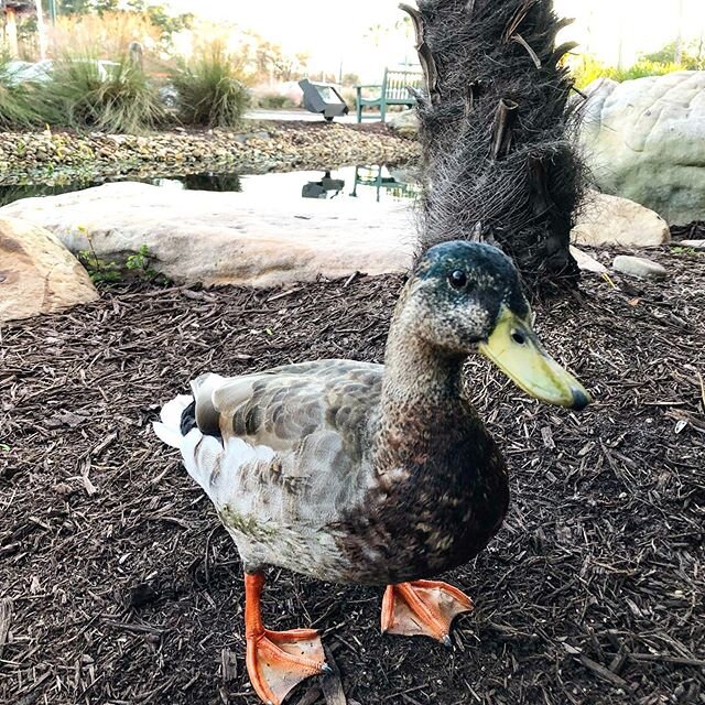 Sometimes Ducks are hungry enough to get close to you...true story!
.
.
.
.
#saltyescape #sailingsaltyescape #_saltyescape_