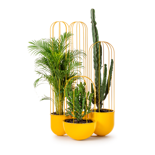 Cacti Planter