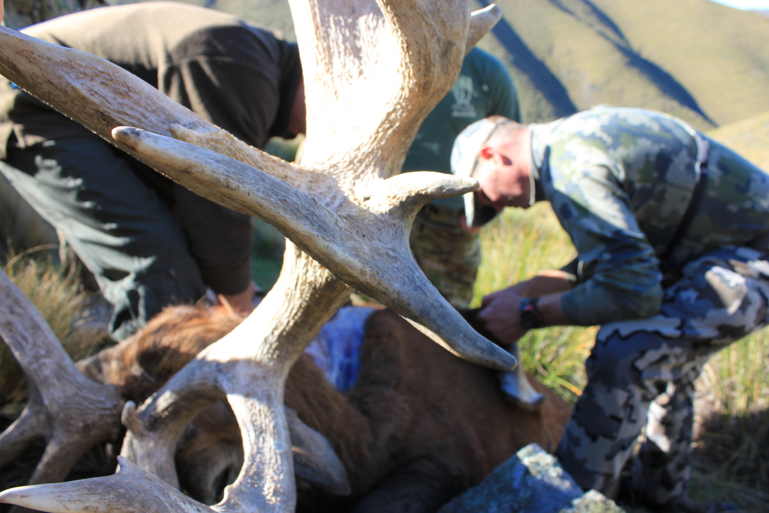 Your animals are expertly caped in the field to ensure excellent taxidermy results.