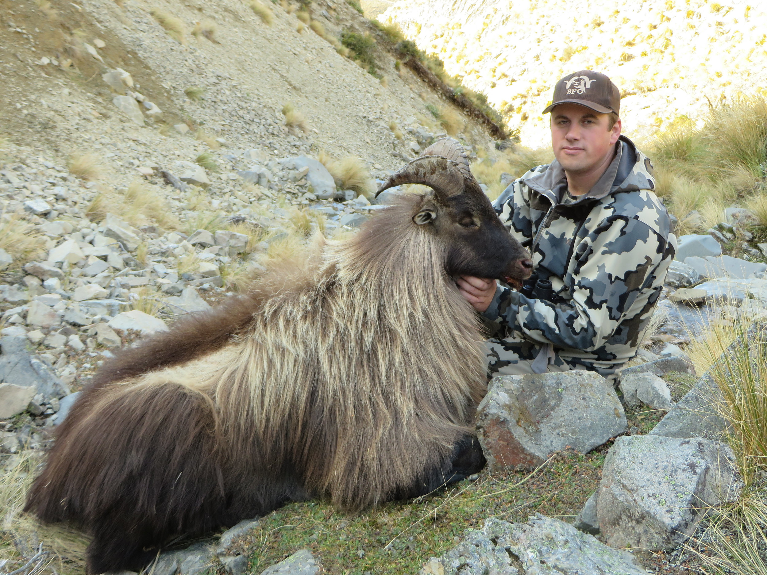 One of the best free range trophy Himalayan bull Tahr we have taken over the years - Jeremy Manning of Canada (hunter)