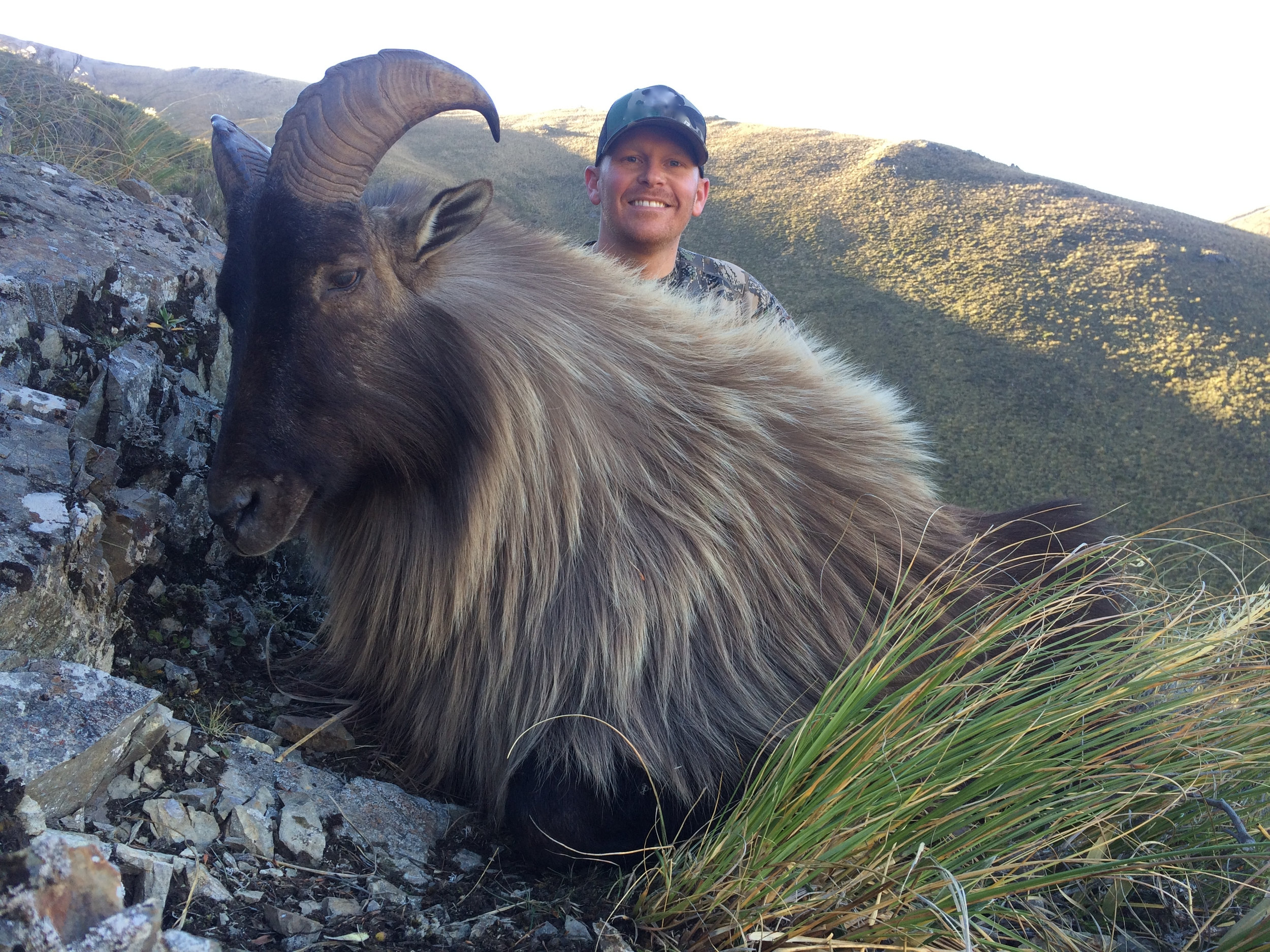 Very old bull Tahr - harvested 2016 season by Chris Uboldi of USA