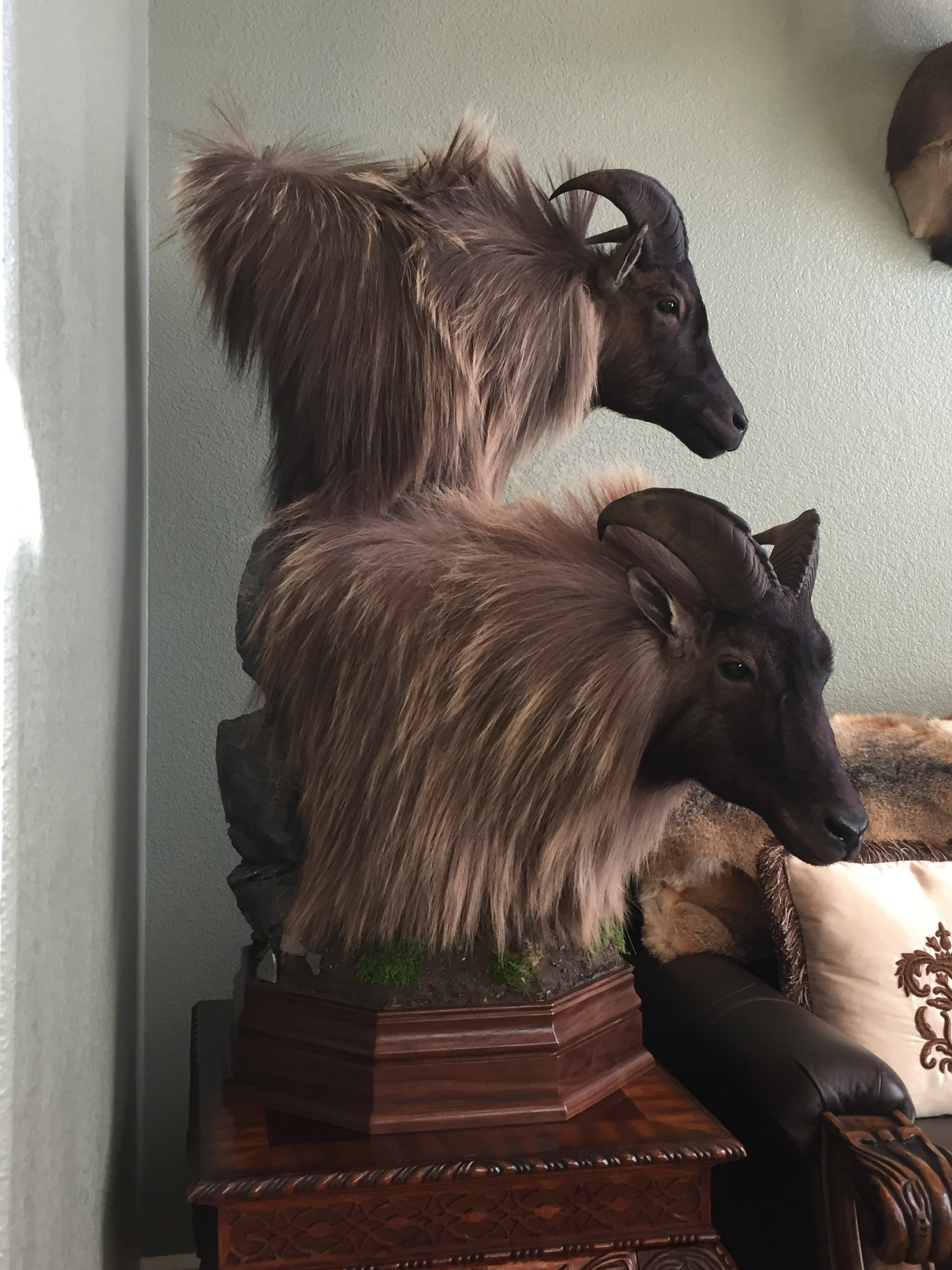 The bottom bull on this double pedestal mount is the bull in the photo above. 12 1/2 years old and just under 14 inches.
