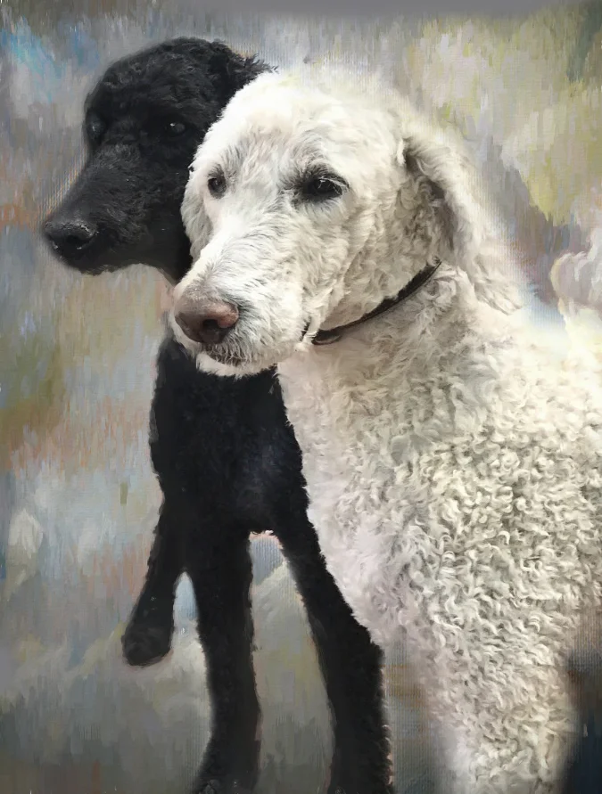 Sparkie, the white twin brother to black Bingo, drowned in a icy pond chasing ducks December 2017. His passing has crystalized some notions of how Qigong self-observbation practices can work with the step based Recovery process to help with working through grief. 