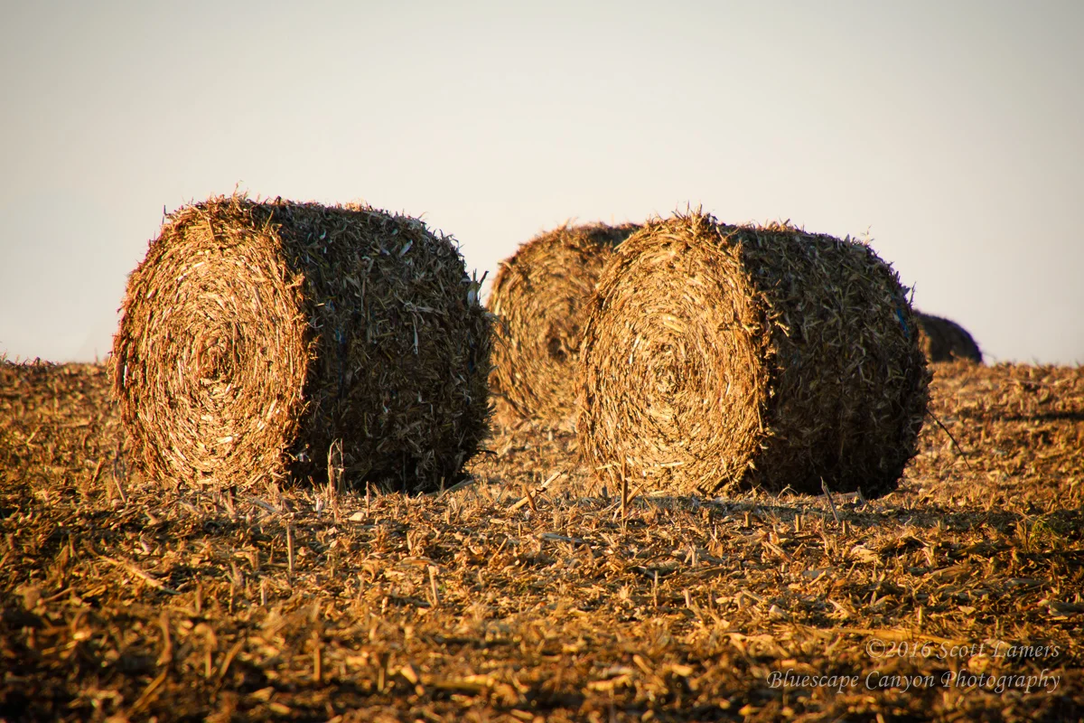 Fall Harvest Rolled Up