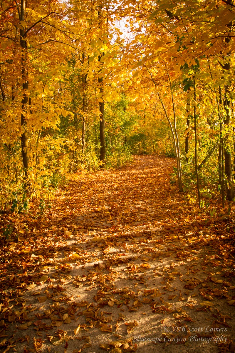 Fall Leaves