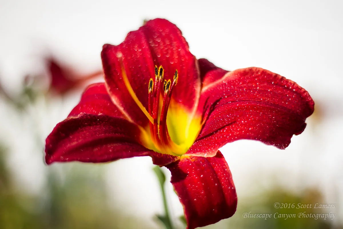 Red Tipped Vision