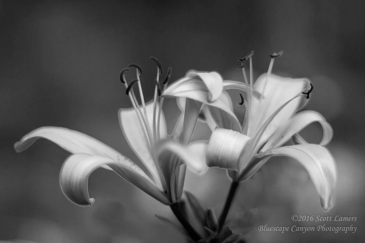 Beautiful Opening - B&W