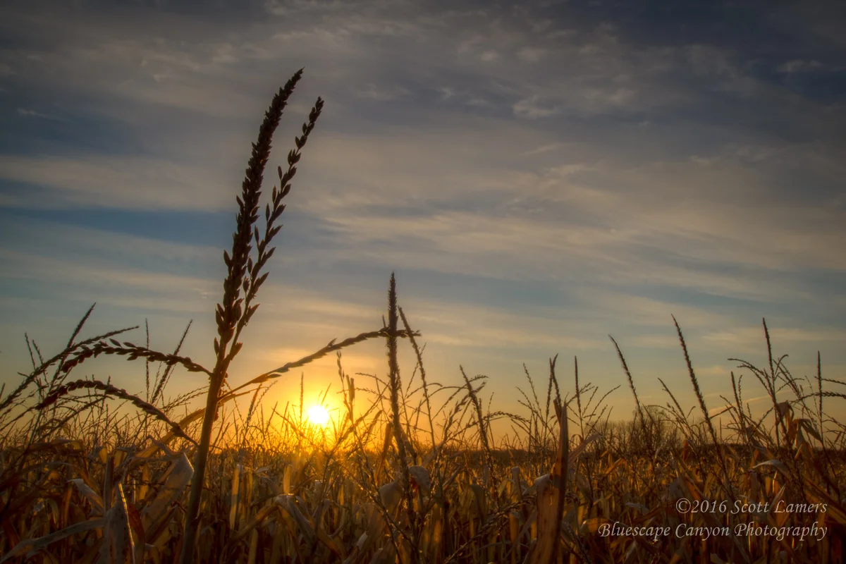 Cornfield Sunrise
