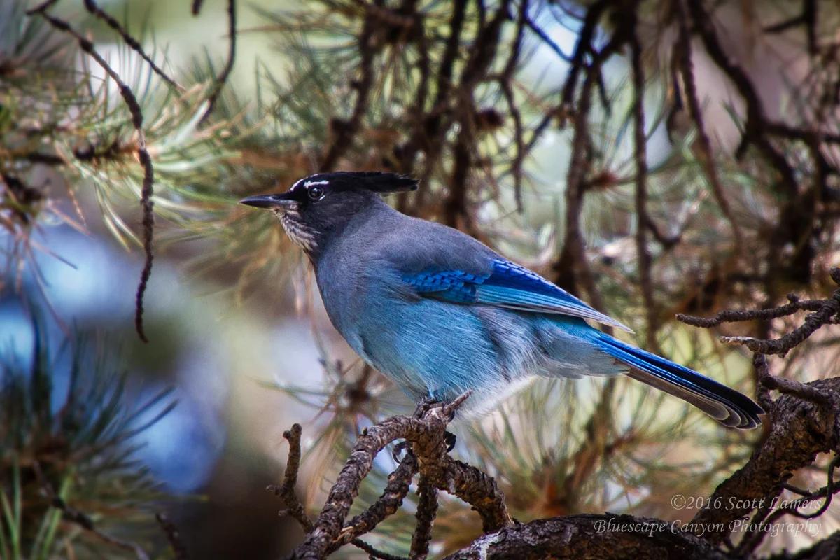 Perched at Rocky Mountain National Park - Colorado