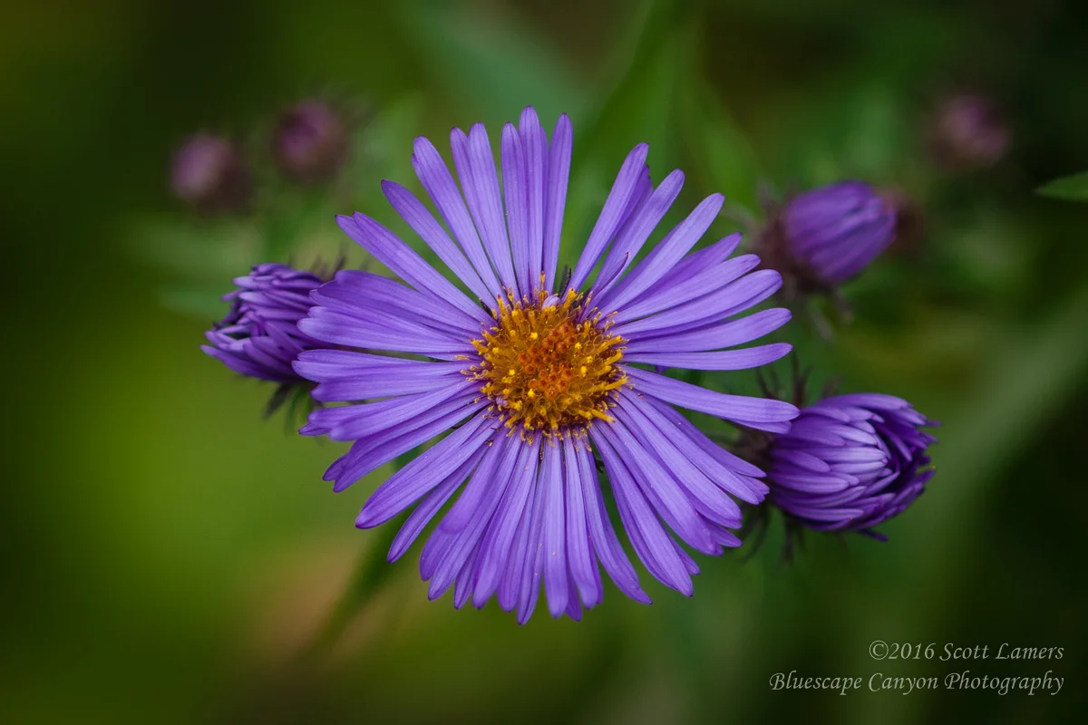 Purple Flower's Majesty