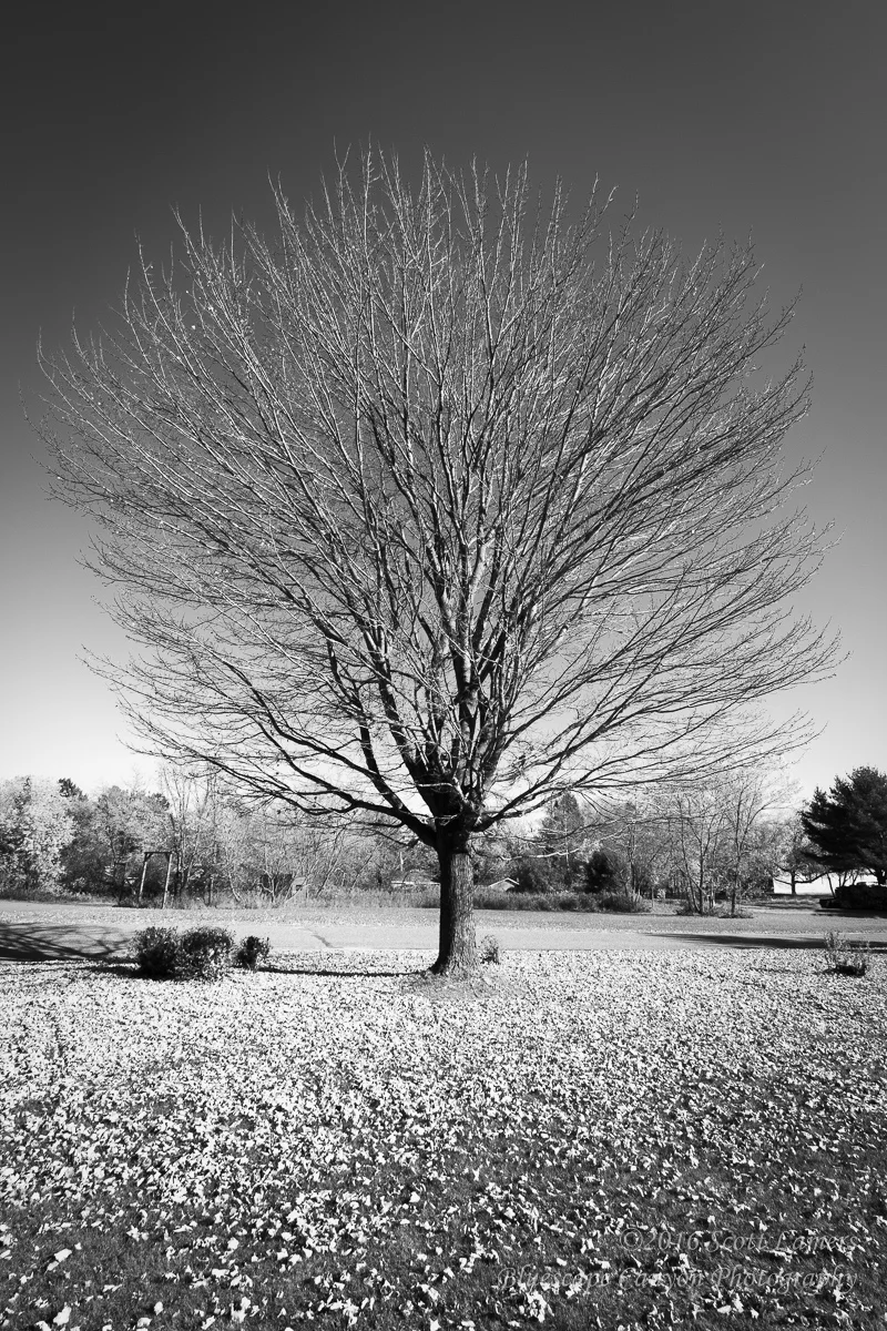 Barren Tree B&W