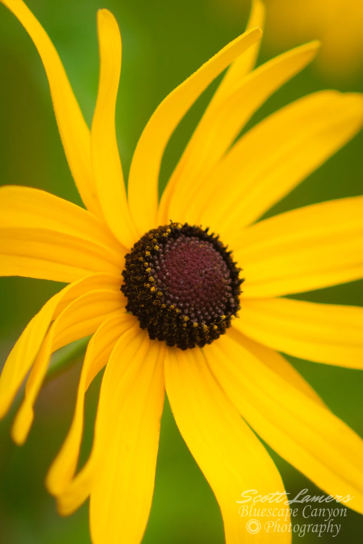 Black Eyed Susan
