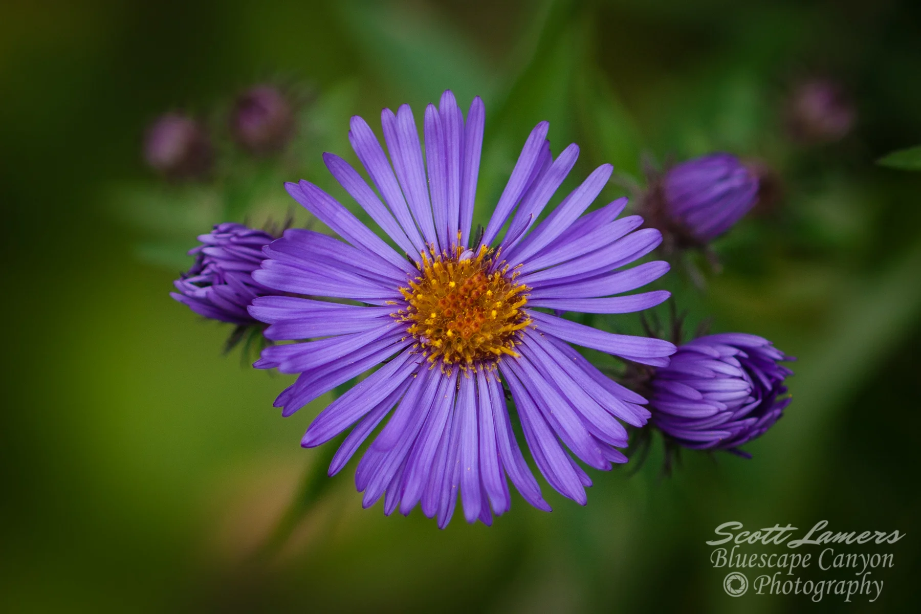 Purple Flower's Majesty