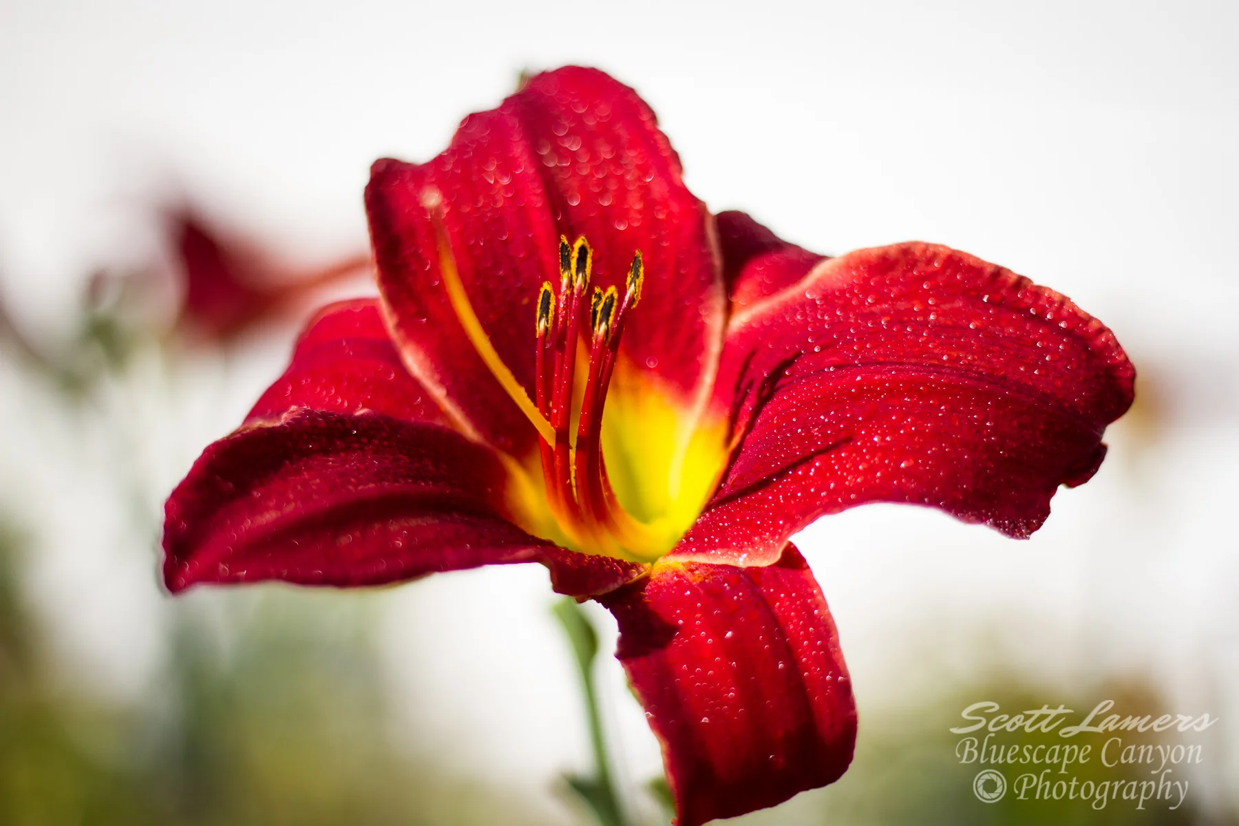 Red Tipped Vision