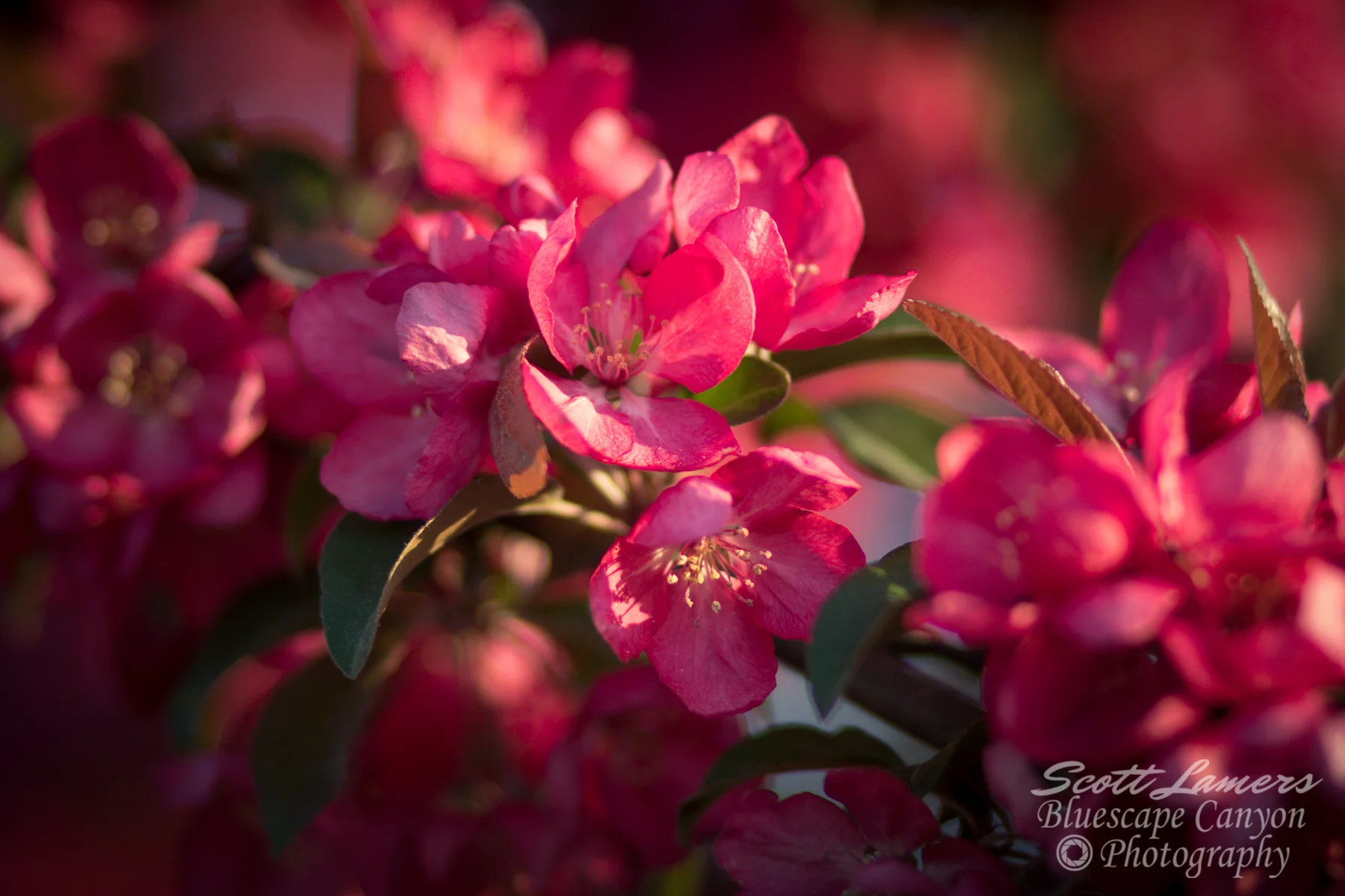 Flowering Crab Sunrise