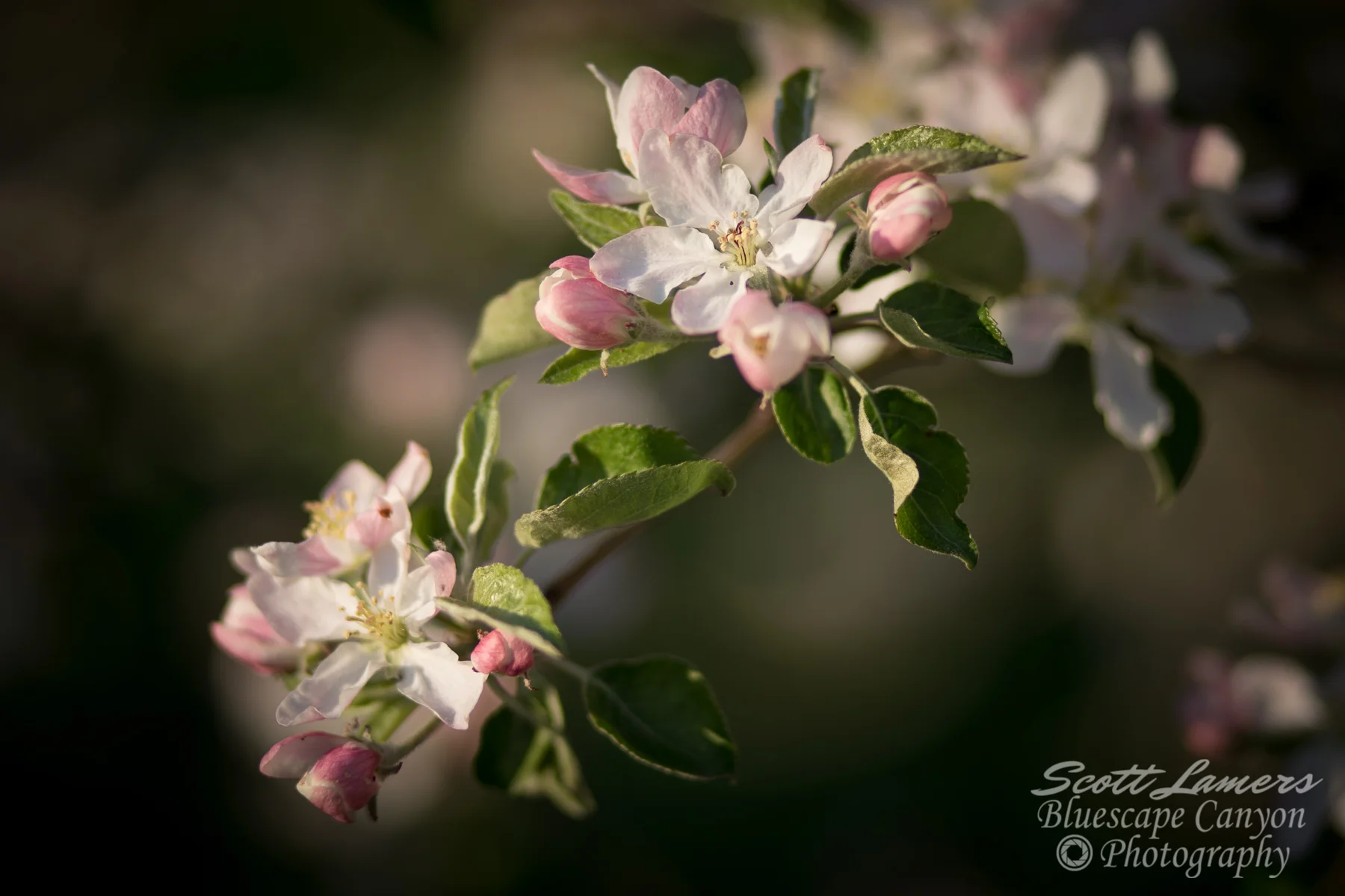 Apple Tree Blossom