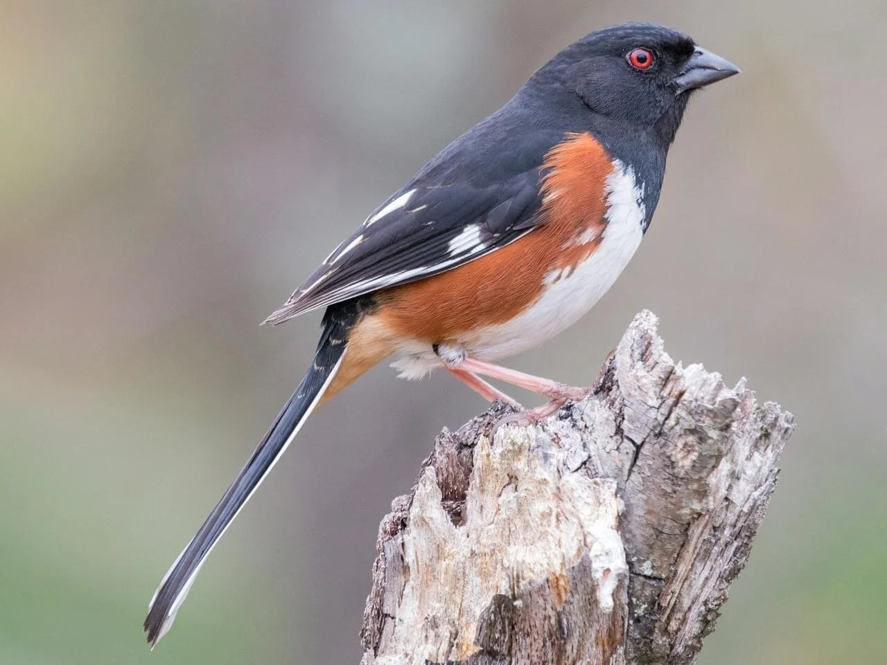 Eastern towhee