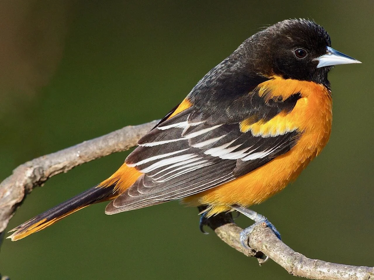 Baltimore oriole