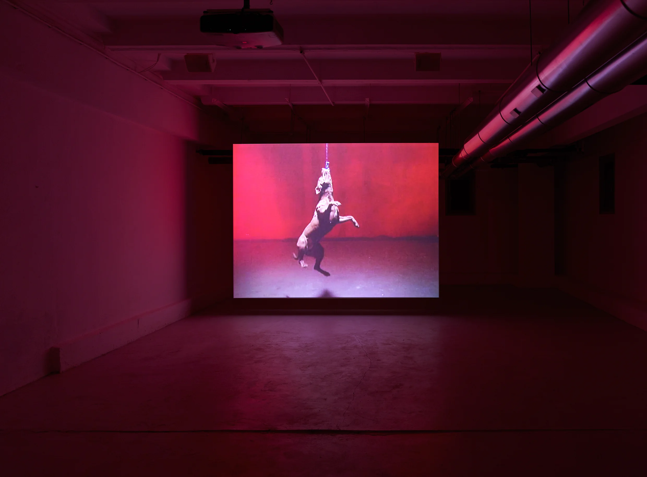 The Julia Stoschek Collection, Berlin