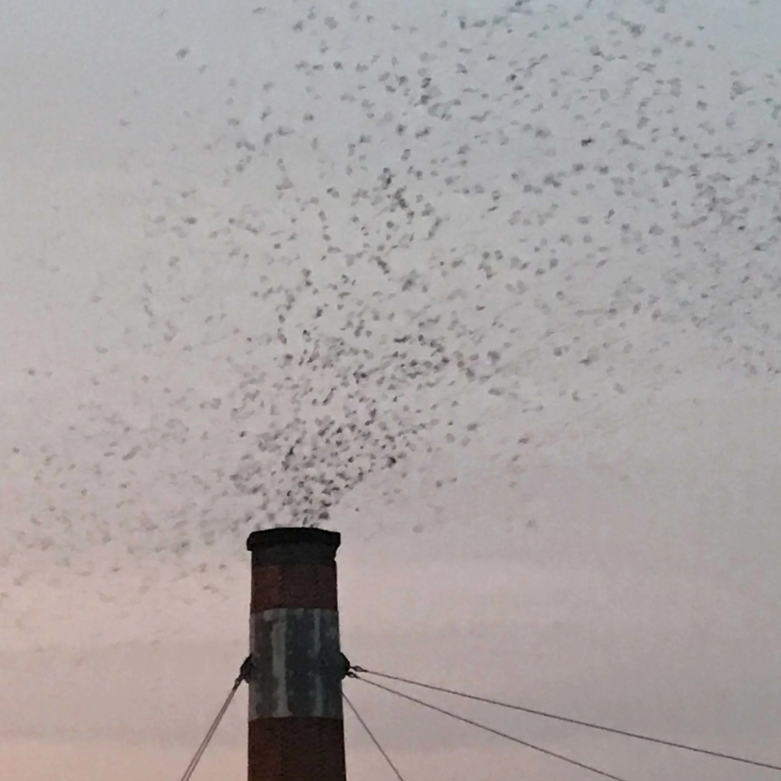 And suddenly the Swifts begin dropping into the chimney.
