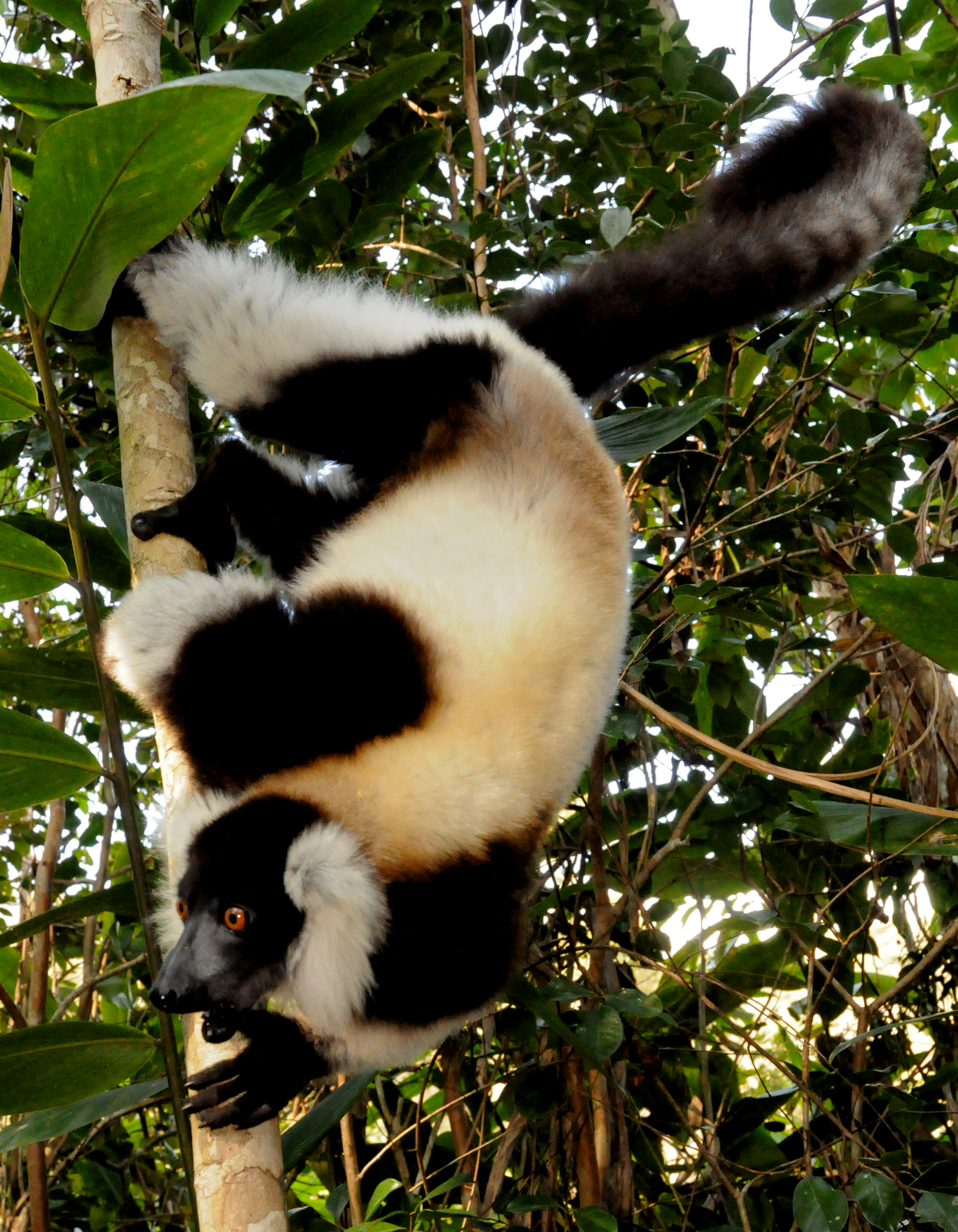 V.variegata_Lemur Island_Abigail Ross copy.png