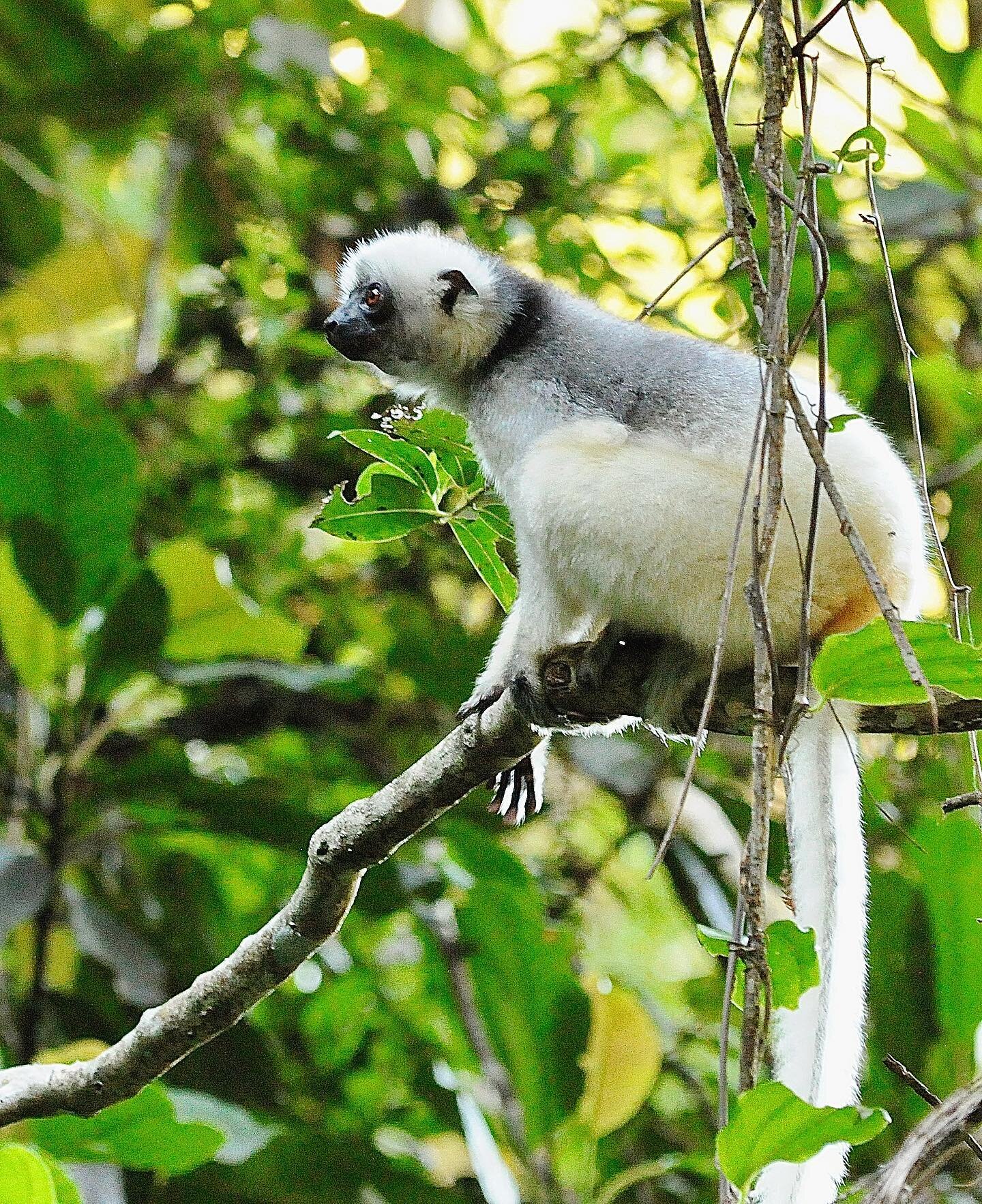 ✨ Exploring the Enchanting Marojejy National Park with the Silky Sifaka 🌿

📍 Marojejy National Park

The Silky Sifaka, also known as the &ldquo;angel of the forest,&quot; is a rare and Critically Endangered lemur species found only in the northeast