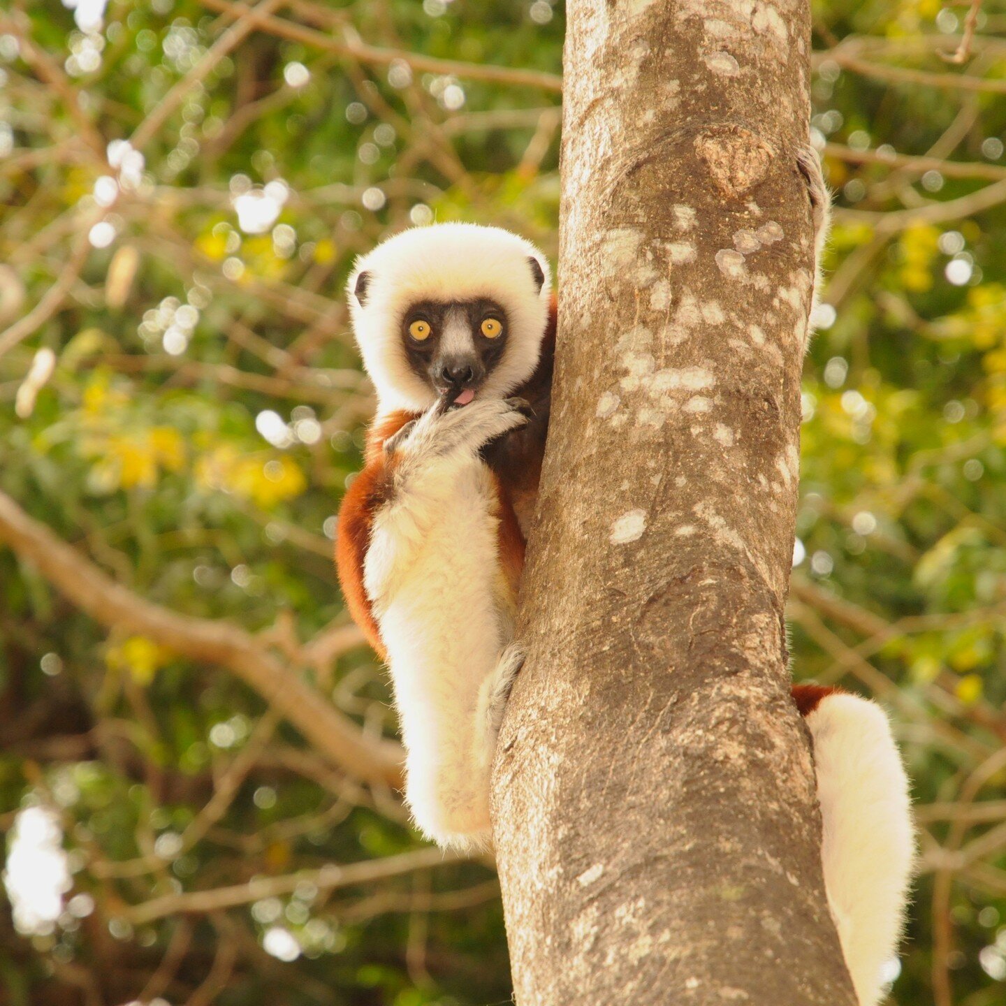 🌿🐒 Get ready to celebrate World Lemur Day on October 27th! 🎉 Did you know these fascinating creatures are found only in the wild on the island of Madagascar? Lemurs are truly one-of-a-kind animals, and today, we want to share some interesting fact