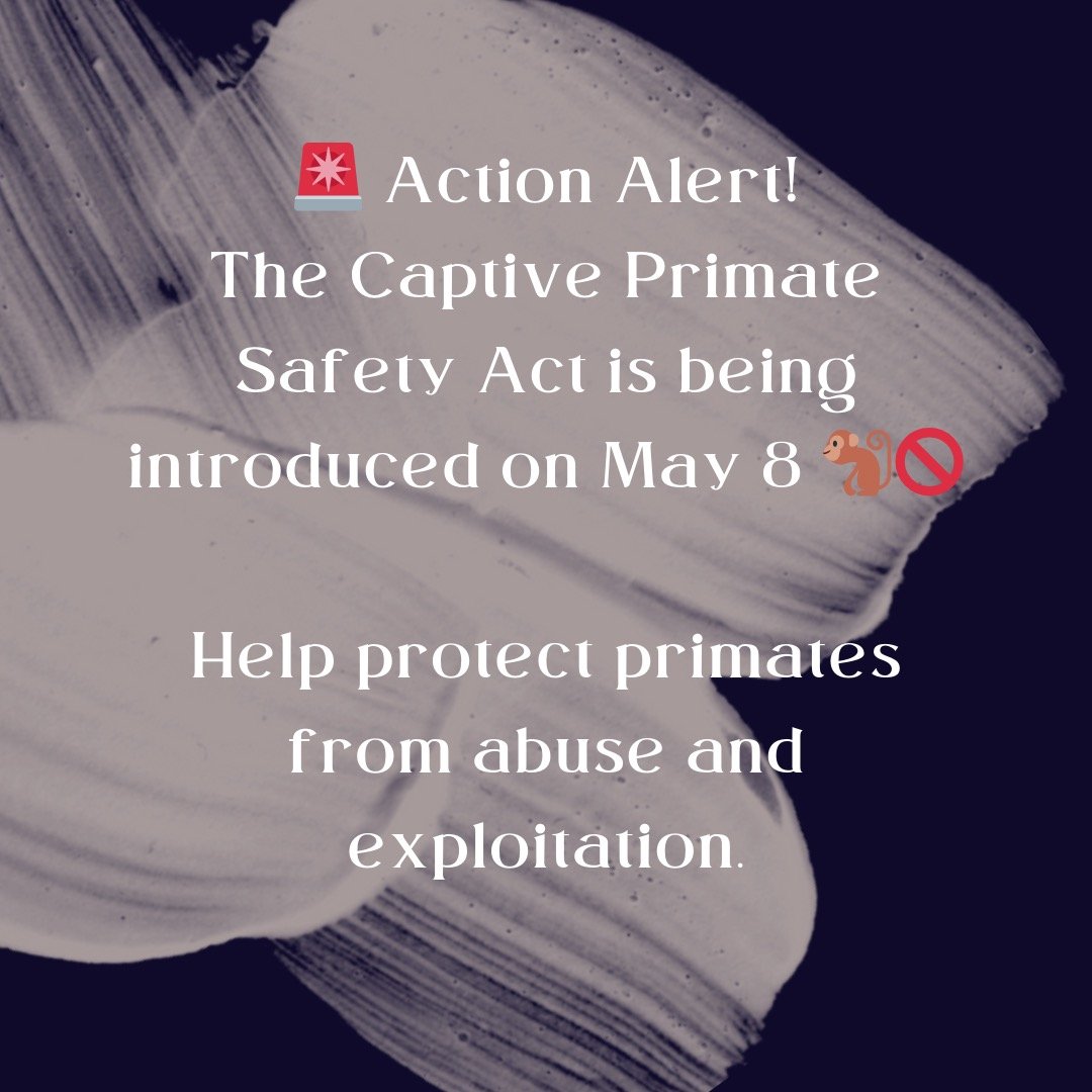 🚨 Support the Captive Primate Safety Act (CPSA)! 🐒🚫

On May 8, the CPSA will be introduced to both the U.S. House and Senate &mdash; and your voice is needed!

📢 Contact your federal senators and representative today and urge them to cosponsor th