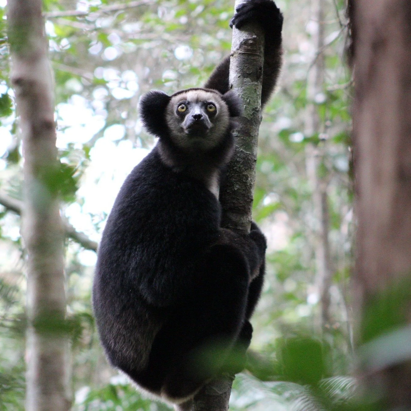 We are proud to highlight 2025 grant recipient, @diarinandrianina, whose work is advancing the conservation of some of Madagascar&rsquo;s most endangered lemurs.

Based in Anjanaharibe-Sud Special Reserve, her project focuses on:
&bull; Silky sifaka 