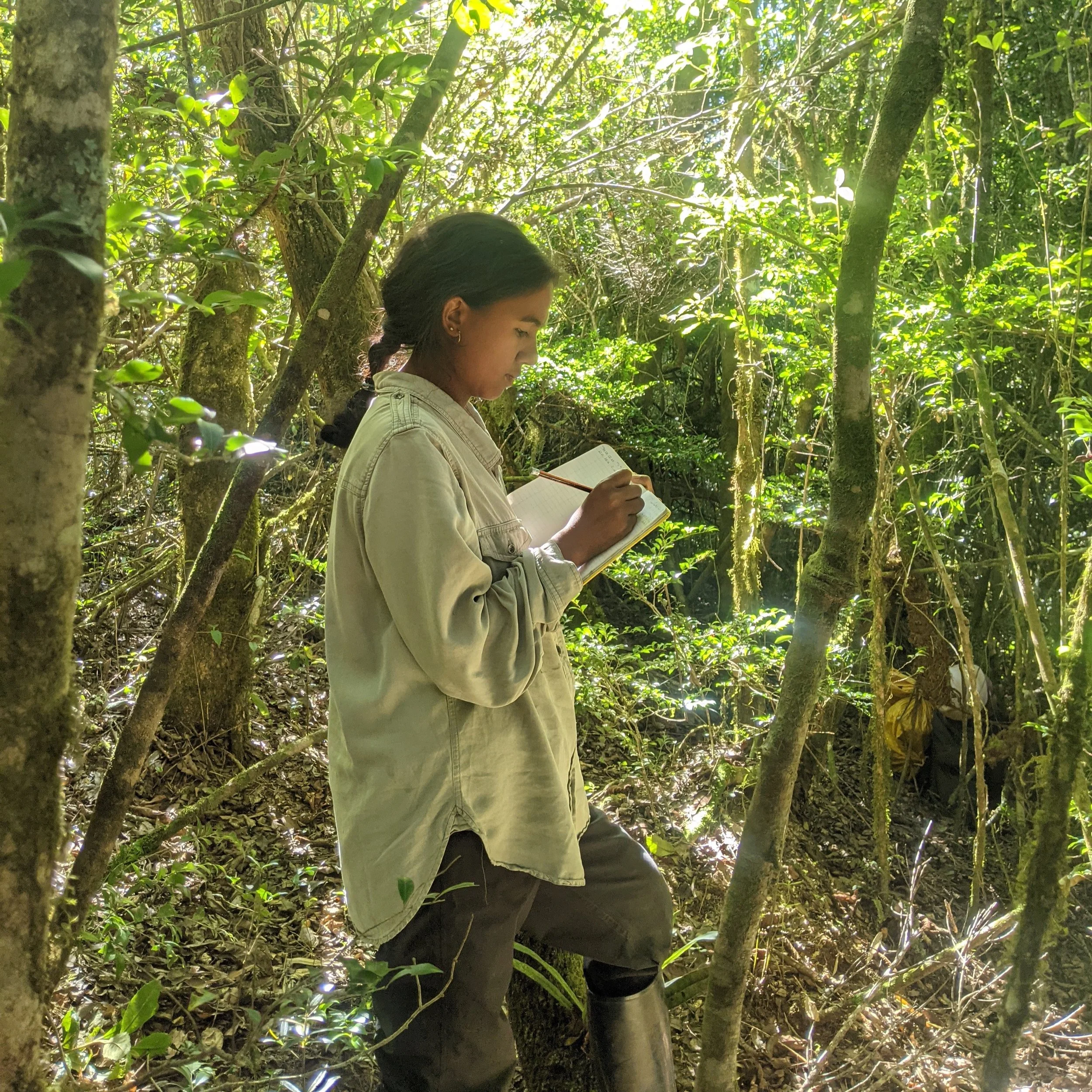 How do critically endangered diademed sifakas (Propithecus diadema) adapt to fragmented forests? What factors influence their movement patterns, habitat use, and foraging strategies across seasons?

These are the questions driving the research of TDA