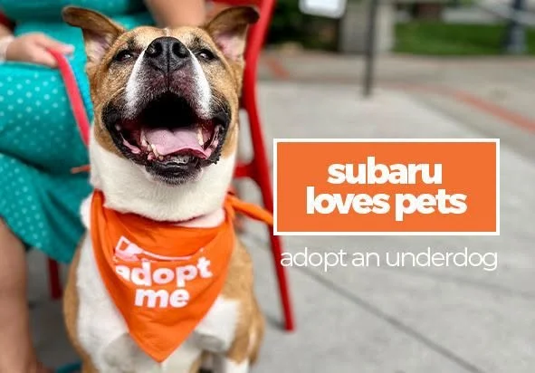Brown Paws Rescue @ Subaru Loves Pets