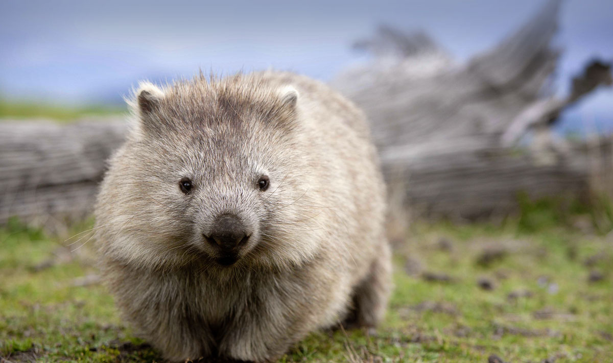 wombat-landscape1 (1).jpg