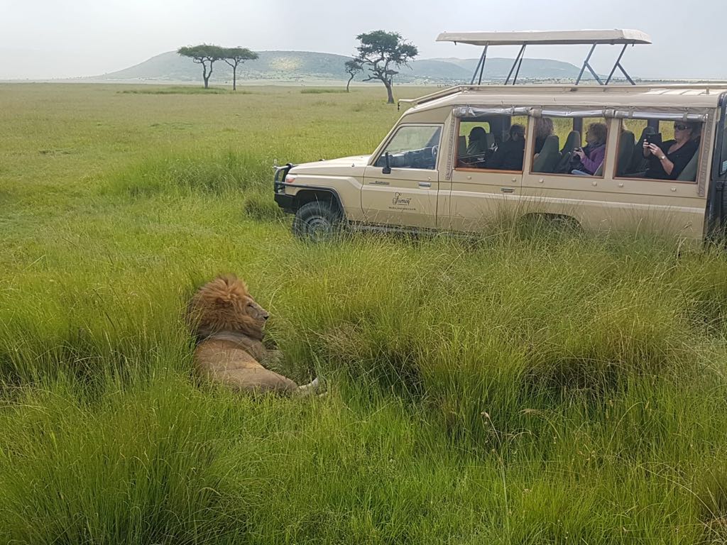 Lion.jpeg