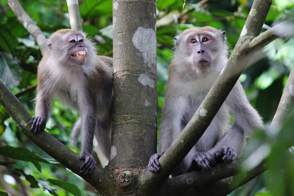 A smiling macaque