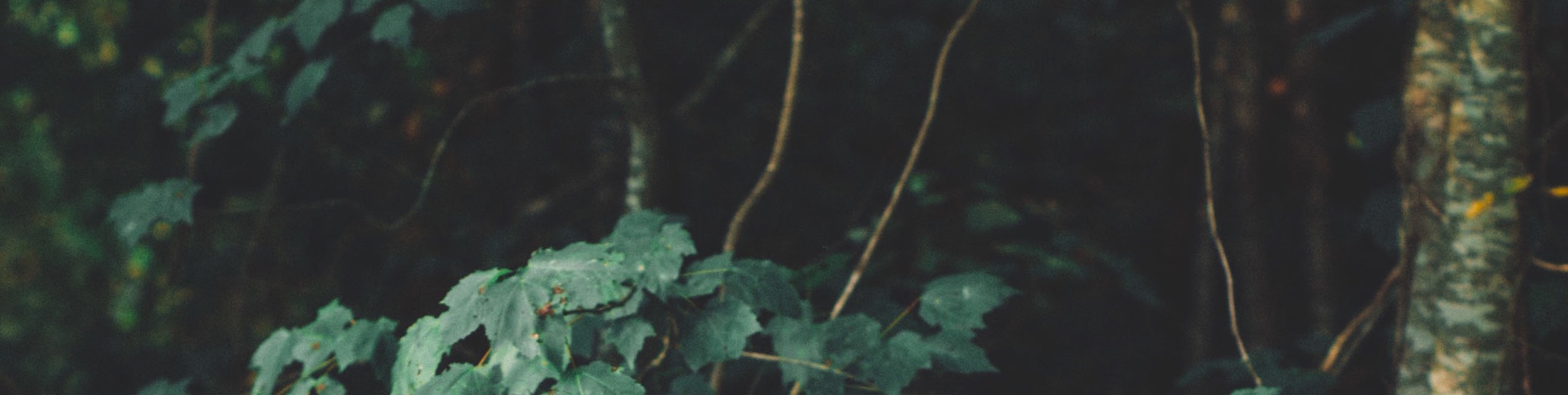 greenery background.jpeg