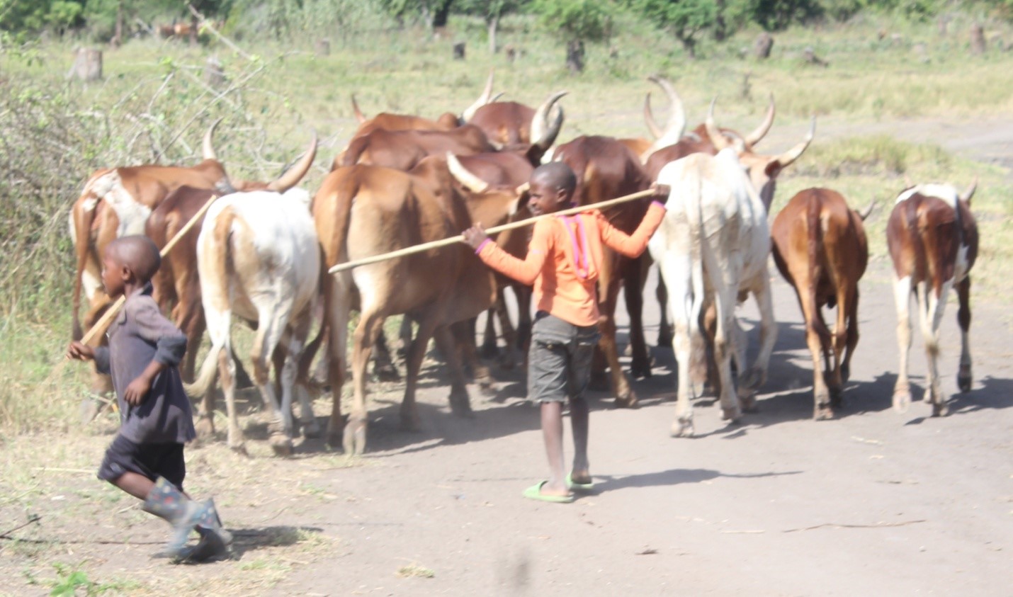 Most children from the agro-pastoral Sukuma communities are livestock grazers, thus discouraged from schools and encourage to inherit lion hunting traditions.