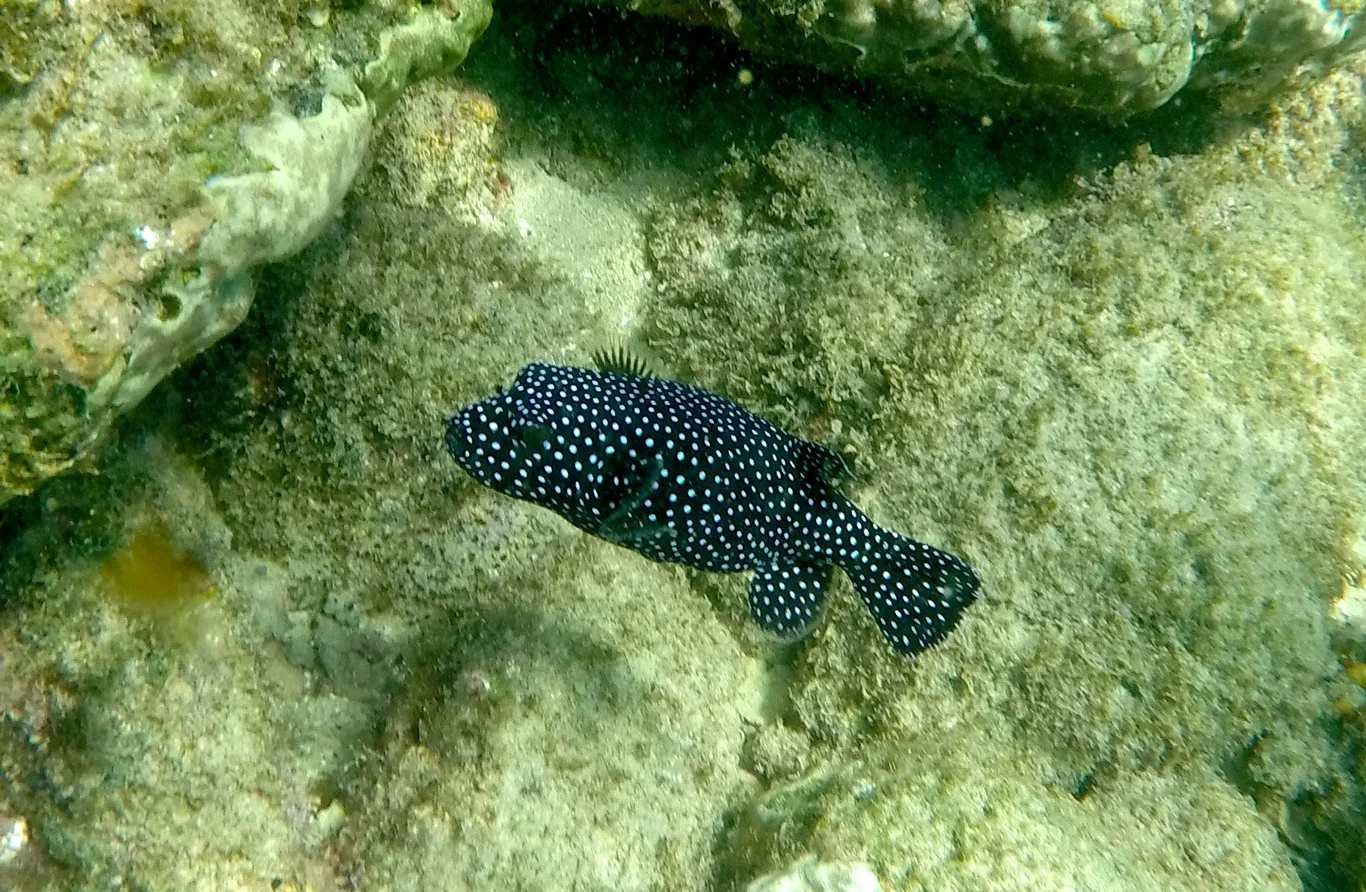 CABO_PULMO_5.jpg