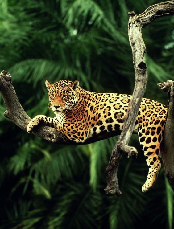 Jaguar.jpg