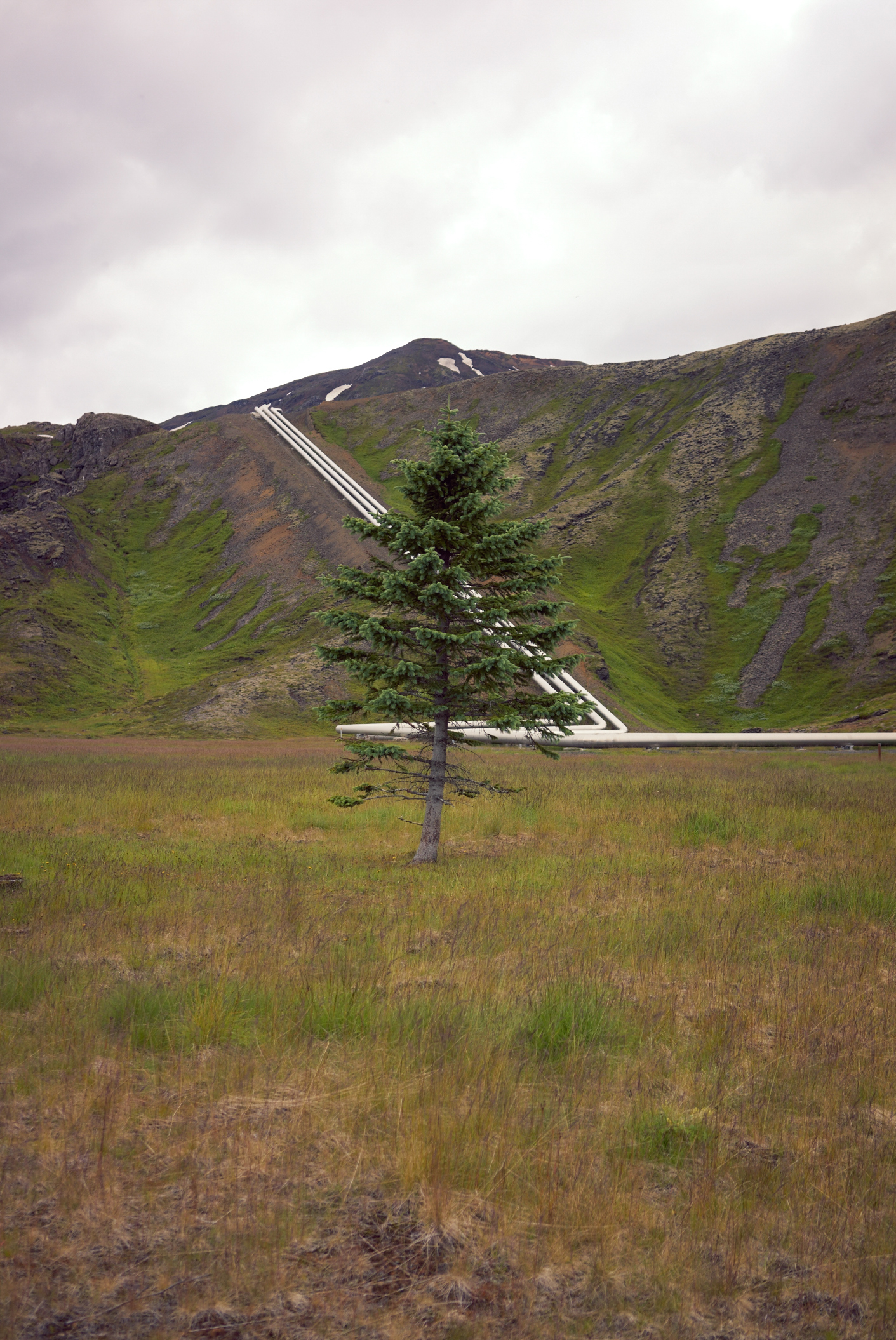 tree & pipes