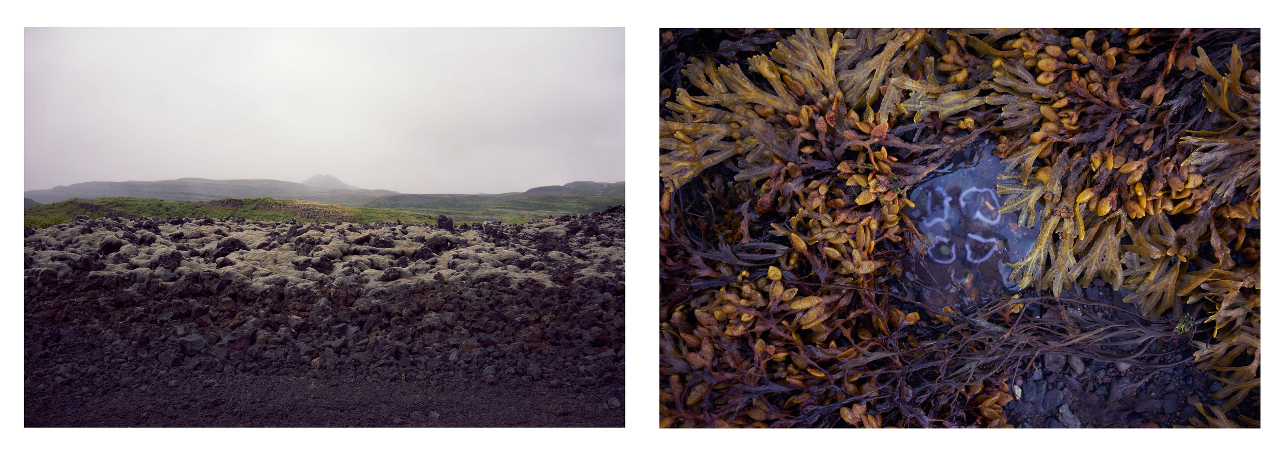  lava-flows and jellyfish&nbsp; 