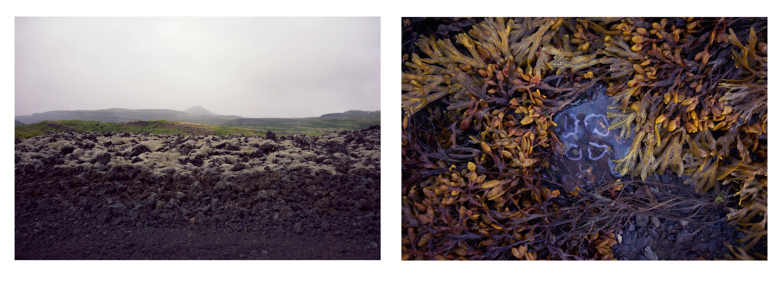 lava-flows and jellyfish 
