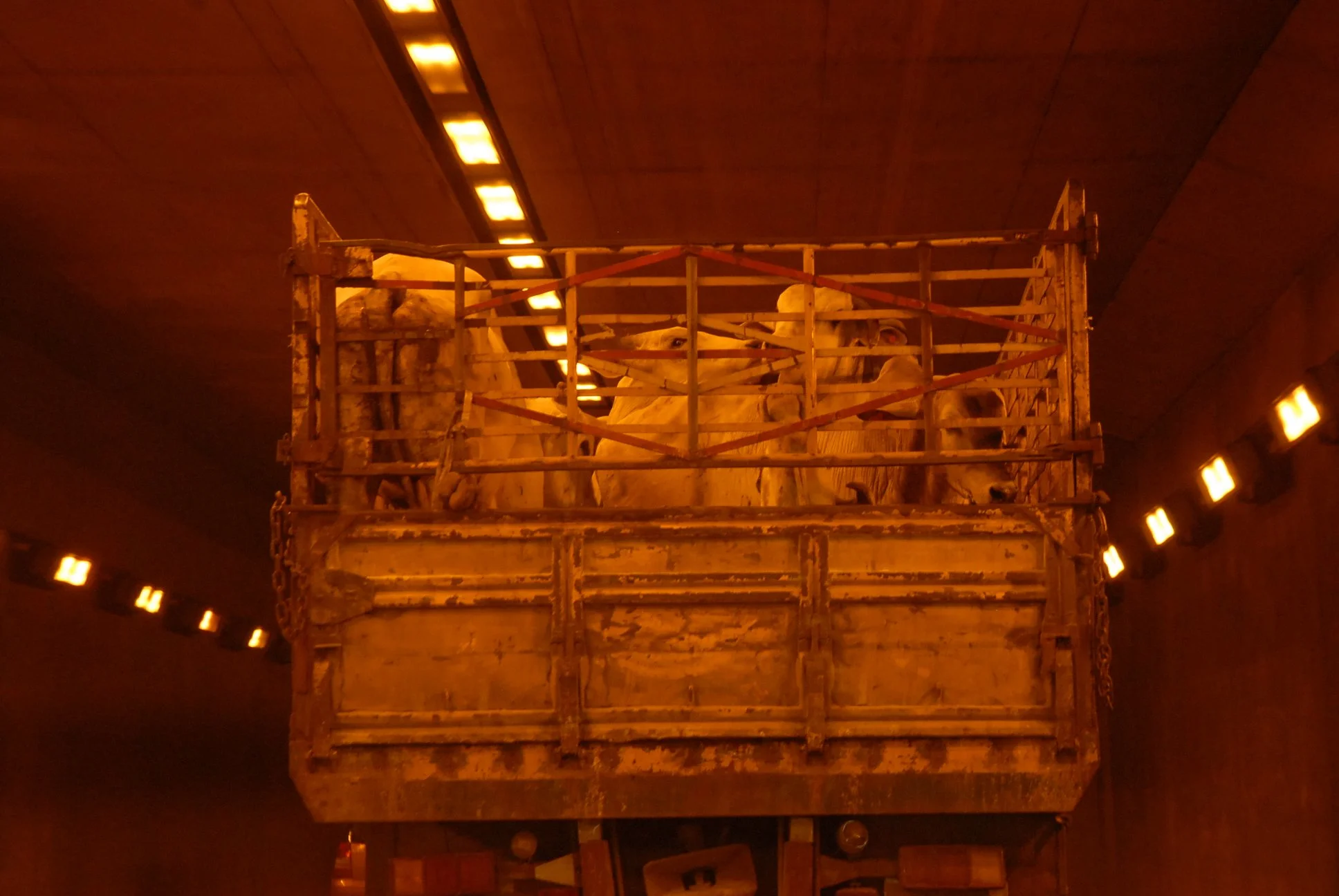 brut00027.JPG