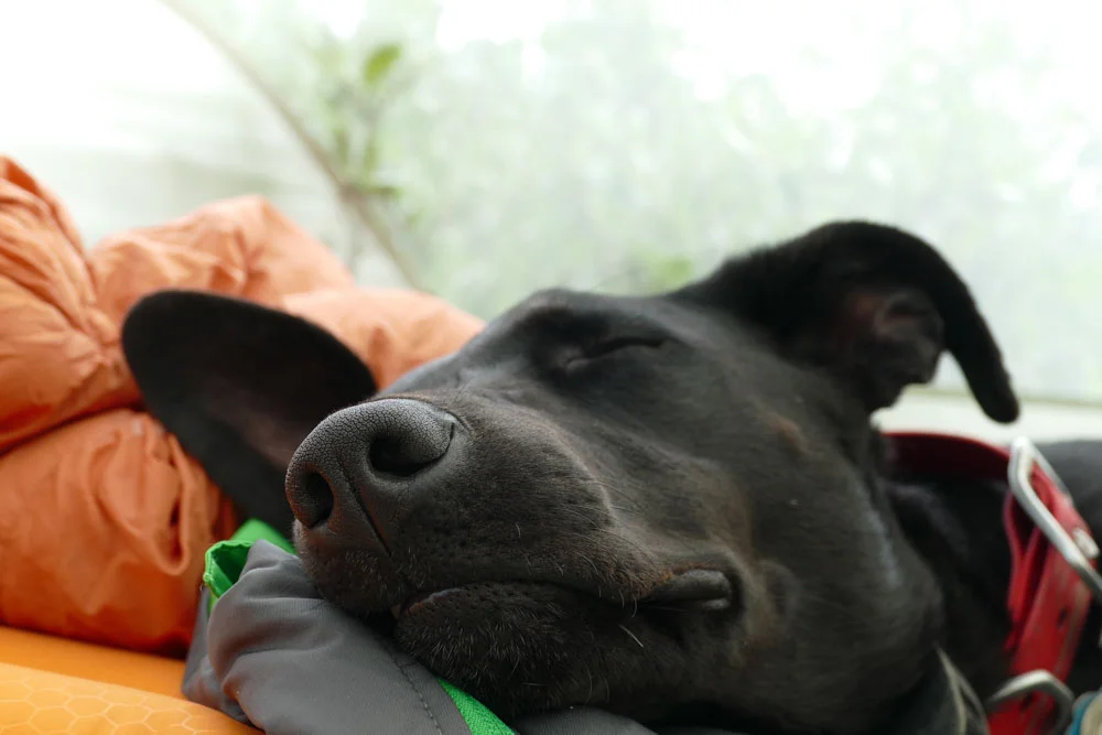 Dog feeling tired after a busy day