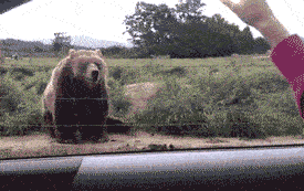 Bear waving GIF