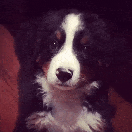 Puppy head tilt GIF