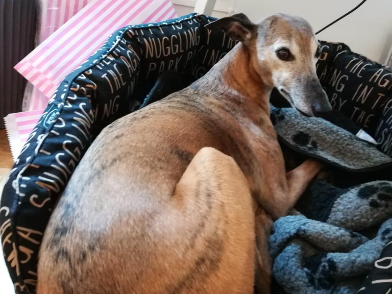Enzo the whippet, shop dog at Magalleria in Bath