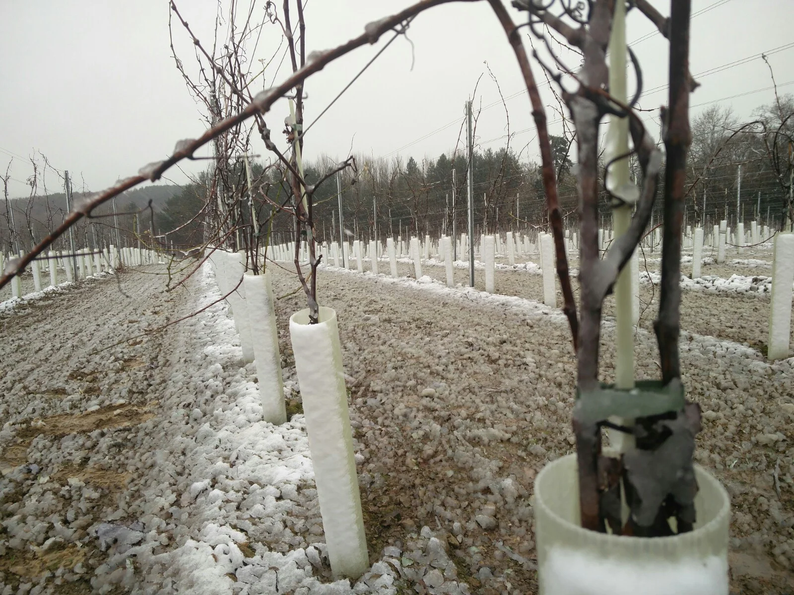 snowy3 (1).jpeg