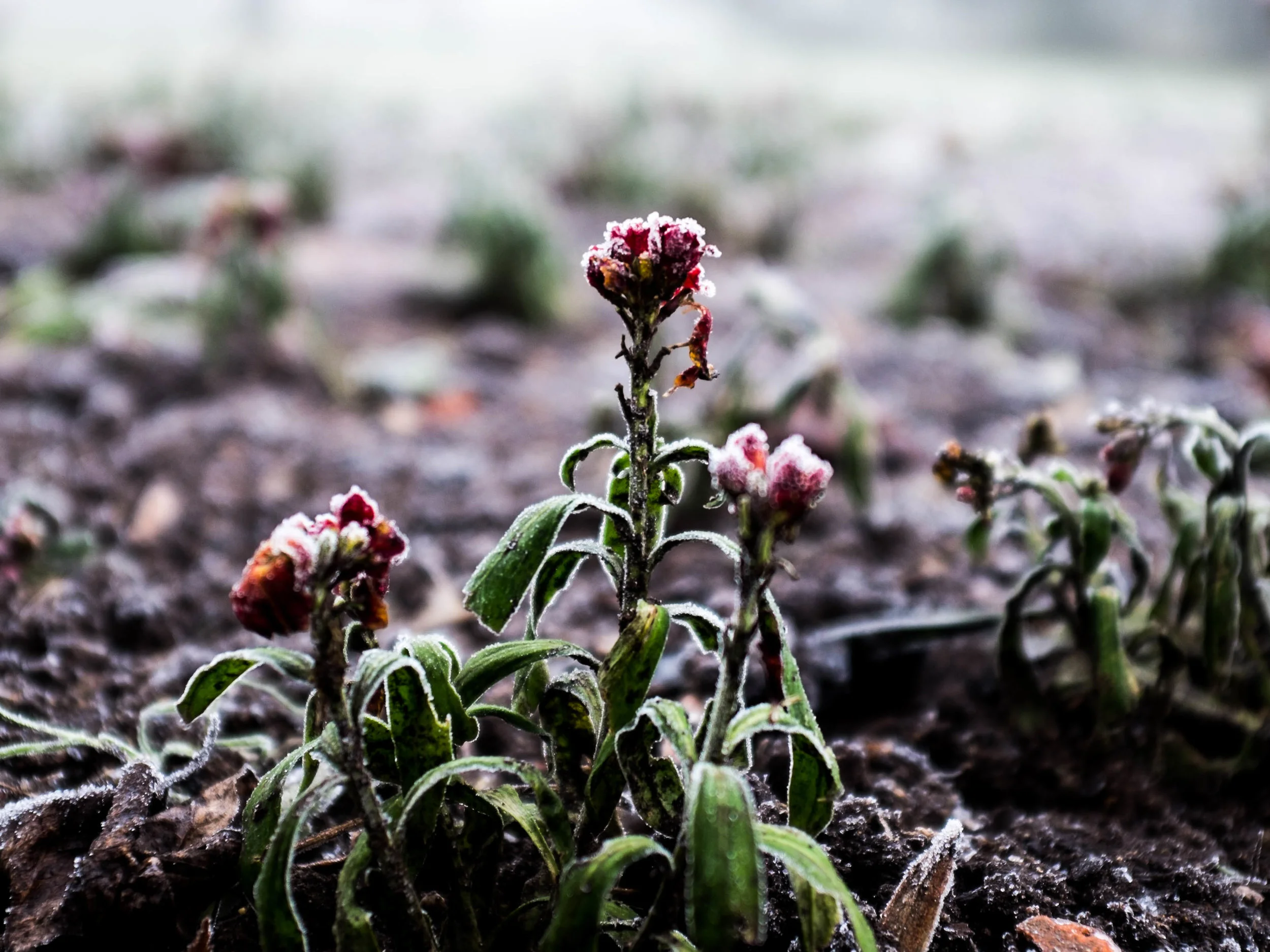 First signs of new growth at Greenwich Park, London